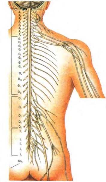 Κεφάλαιο 9 Από το νωτιαίο μυελό εκφύονται 31 ζεύγη νωτιαίων νεύρων (εικ. 9.7).