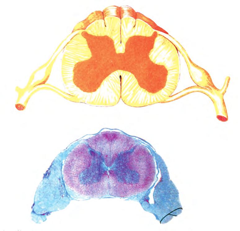 Νωτιαίος μυελός Ο νωτιαίος μυελός είναι μία λεπτή, σχεδόν κυλινδρική στήλη νευρικού ιστού, που προστατεύεται μέσα στο σπονδυλικό σωλήνα.