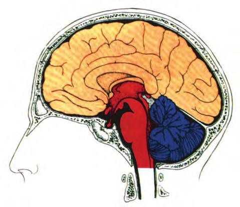 Κεφάλαιο 9 Εγκέφαλος Ο εγκέφαλος είναι το μεγαλύτερο και το πολυπλοκότερο τμήμα του νευρικού συστήματος.