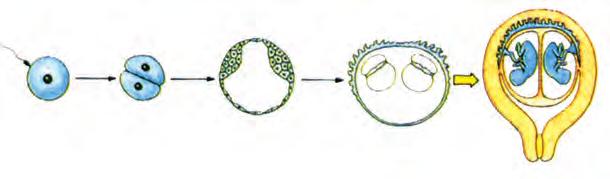 Κεφάλαιο 12 Σε όλα τα υπόλοιπα δίδυμα ο διαχωρισμός τους συμβαίνει μετά το σχηματισμό της εσωτερικής ομάδας κυττάρων αλλά πριν από τη δημιουργία του αμνιακού σάκου.
