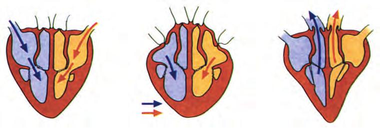 4 Δομή της καρδιάς σε σχέση με τα κεντρικά αγγεία Στη συνέχεια, με τη συστολή των κοιλιών, και ενώ οι βαλβίδες κλείνουν εμποδίζοντας την παλινδρόμηση του αίματος προς τους κόλπους, το αίμα