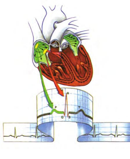 Κεφάλαιο 3 Ρύθμιση της καρδιακής λειτουργίας Η λειτουργία της καρδιάς συντονίζεται από εσωτερικούς φυσικούς βηματοδότες και με τη συνεργασία των κυττάρων του μυοκαρδίου, τα οποία μπορούν και