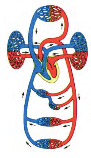 13 Το κυκλοφορικό σύστημα του ανθρώπου Το κυκλοφορικό σύστημα, όπως φαίνεται και στην εικ.3.13, περιλαμβάνει τρεις βασικές πορείες: τη μεγάλη ή συστηματική κυκλοφορία, μέσω της οποίας το αίμα