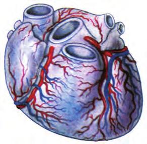 ειδών, συνδέονται με τις στεφανιαίες φλέβες, οι οποίες μεταφέρουν το αίμα στο δεξιό κόλπο της καρδιάς (εικ.3.14). στεφανιαία φλέβα αορτή στεφανιαία αρτηρία Κεφάλαιο 3 