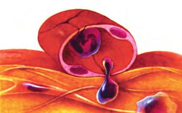 Λευκά αιμοσφαίρια Τα λευκοκύτταρα είναι εμπύρηνα, έχουν σημαντικό ρόλο στην άμυνα του οργανισμού και είναι πολύ λιγότερα από τα ερυθροκύτταρα.