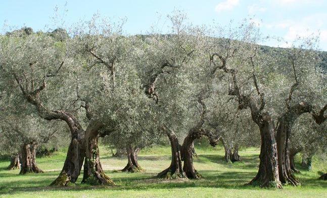 Η παρακάτω φωτογραφία (ελαιώνας) παρουσιάζει τμήμα μιας κατάλληλης περιοχής (είναι σταθερή σε ελάχιστη επιφάνεια 3.000 τ.μ., που αντιστοιχεί σε ακτίνα περίπου 30 μέτρων γύρω από τον αισθητήρα).