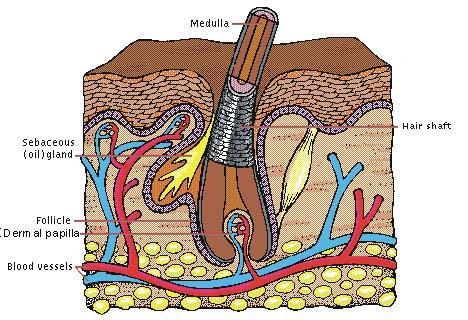 Morfológia, rastové fázy Vlas je druh kožného rohovatejúceho (keratinizovaného andexu kože).