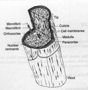 Štruktúra vlasového folikulu Kutikula (4-8 vrstiev) tvrdý keratín ploché doštičky amorfného keratínu vyššie hladiny aminokyselín s obsahom síry: cysteín a cystín, disulfidické väzby - počet a