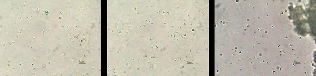 Slika : gojenje alg - primerjava vzorcev 4.2.