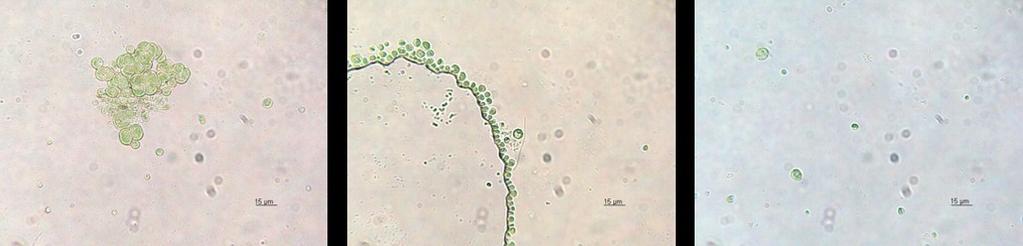Prepoznali smo tudi alge rodu Chlorella.