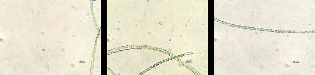 Povečava: 400 X V reki so bile prav tako prisotne makroalge alge vendar na žalost nimamo slik. 4.2.