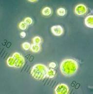 Slika : cianobakterija Vsebnost kisika v ozračju je hitro rasla in ko je pred 2,3 milijardami let dosegla 1 % so se pojavile prve celice z jedri evkarionti. Te celice, kot so npr.