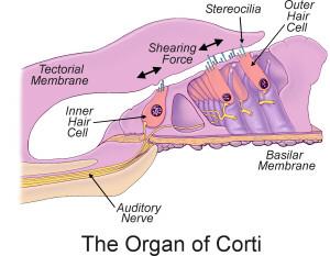 Na bazilarni membrani je Cortijev organ, ki ga