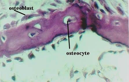 Οστεοβλάστες από τα αρχέγονα μεσεγχυματικά κύτταρα Συνθέτουν: κολλαγόνο τύπου Ι, οστεοκαλσίνη & κρυστάλλους