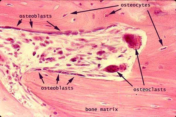 Οστεοκύτταρα εξέλιξης των οστεοβλαστών Οι οστεοβλάστες που έχουν εκπληρώσει το έργο τους εγκλωβίζονται μέσα στον οστίτη ιστό, αποκτούν