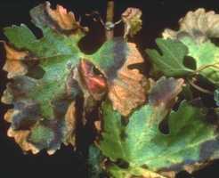 Η μετάδοση γίνεται ταχύτατα, ύστερα από δύο ωρών διατροφή του εντόμου σε μολυσμένο φυτό, χωρίς να μεσολαβεί κάποια περίοδος επώασης στον φορέα και το έντομο παραμένει μολυσματικό σε όλη