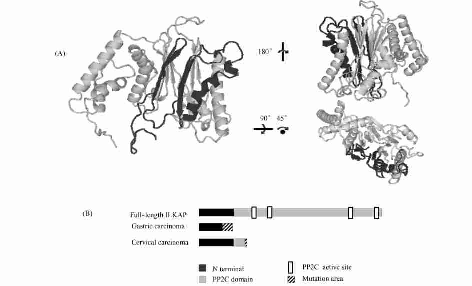 490 25..,, ILKAP,, ILKAP, ILKAP,. ILKAP ILKAP,, ILKAP ; ILKAP, N. 1 IL KAP 1998,Tong [1 ], C 2C ( protein phosphatase 2C, PP2C), PP2C PP2C 30 %, N 76., ILKAP, ILKAP, Fig11 (A) : N, PP2C.