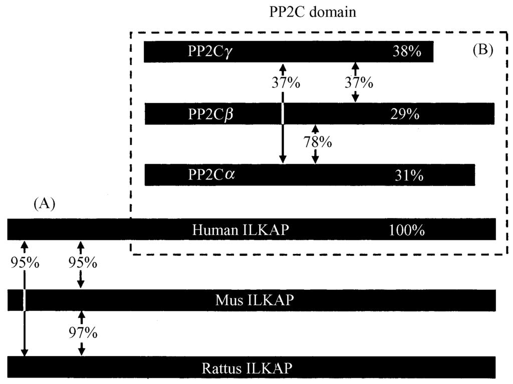 6 : ILKAP 491 PP2C PP2C PP2C 78 %. 37 %,PP2C PP2C 37 % Fig12 (B). N 76, ILKAP., ILKAP N ILKAP,. ILKAP C PP2C, PP2C 11, ILKAP Π, Fig11 (B). Fig. 2 Homology analysis of IL KAP (A) Homology analysis of the PP2C2like domain of ILKAP among human, mouse and rat.