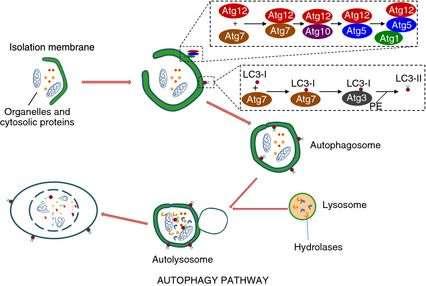 Αυτοφαγία - Βασικές γνώσεις Αυστηρά ρυθμιζόμενη διεργασία Μεγάλο αριθμό γονιδίων και μονοπατιών Σύμπλοκα πρωτεϊνών /οργανιδίων περιβάλλονται σε κυστίδια με διπλή μεμβράνη (αυτόφαγόσωμα) Σύντηξη