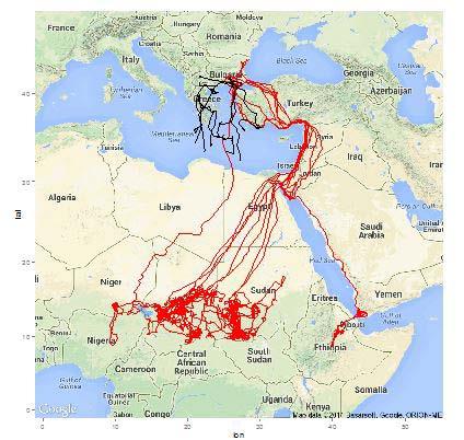 21 Εικόνα 7: Μεταναστευτική πορεία των ατόμων που φέρουν δορυφορικό πομπό (Oppel et al., 2015) 4.2. Διαχείμαση Ο Ασπροπάρης είναι τυπικό μεταναστευτικό είδος μεγάλων αποστάσεων προς τη Υποσαχάρια
