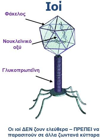 Οι ιοί είναι οι μικρότεροι από τους μικροοργανισμούς και είναι γενικά επιβλαβείς στους ανθρώπους. 1 Οι ιοί είναι οργανισμοί χωρίς κυτταρική δομή και δεν μπορούν να επιζήσουν μόνοι τους.