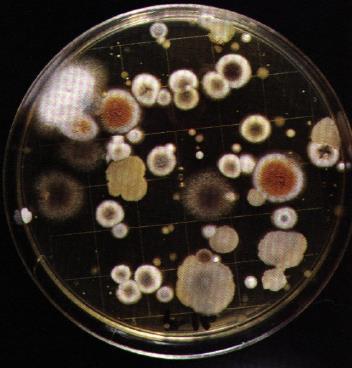Μικρόβιο Μικροοργανισμός Μέγεθος/Διάμετρος: <<1mm Ηλικία: 3.7 4 δισ.