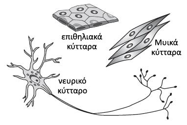 21. Έλαο γελεηηζηήο δηαζηαχξσζε κπηδέιηα κε θίηξηλν θαη ζηξνγγπιφ πεξηθάξπην (ΚΚΣΣ) κε κπηδέιηα κε πξάζηλν θαη ξπηηδσκέλν πεξηθάξπηα (θθζζ) θαη ζηε ζπλέρεηα ηα άηνκα ηεο F1 γεληάο απηνγνληκνπνηήζεθαλ