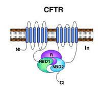 CFTR μεταλλάξεις και βρογχεκτασίες Σε ασθενείς με M.