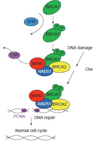 BRCA1- and BRCA2-associated hereditary BC Τα BRCA1 και BRCA2 συμμετέχουν σε πλήθος κυτταρικών διαδικασιών, όπως: 1.Επιδιόρθωση του DNA 2.Ρύθμιση της μεταγραφής 3.Ubiquitination πρωτεϊνών 4.