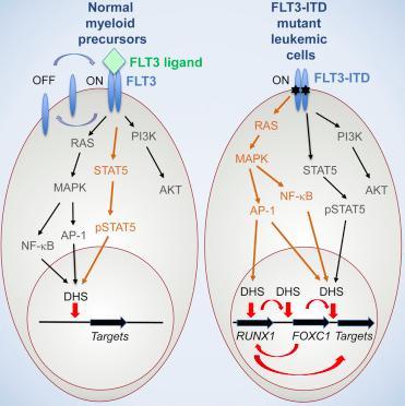 FLT3 στην οξεία μυελογενή λευχαιμία Cauchy