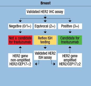 HER2 IHC test και
