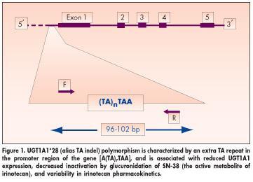 Φαρμακοκινητική / Φαρμακογενωμική Παρουσία του UGT1A1*28 πολυμορφισμού σχετίζεται με την μειωμένη έκφραση του