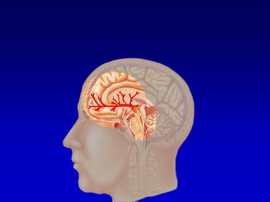 Mechanism of action The rewarding pathway (mesolimbic dopamine system) The withdrawal pathway (locus coeruleus) Bupropion is a beta phenylethylamine derivative Explains its stimulant property It