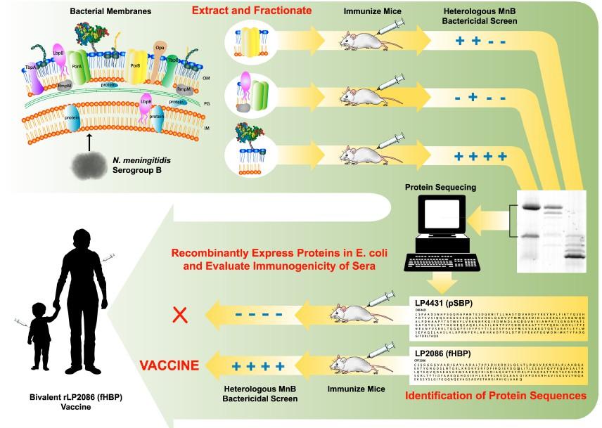 Πρωτεΐνη δεσμευτική του παράγοντα H, fhbp: γενετικά ανασυνδυασμένη