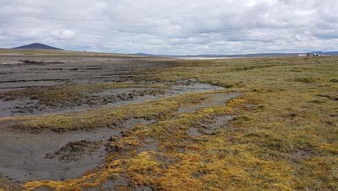 Tafla 2. Landbrot á norðurodda Kringilsárrana skv. ú ekt sumarið 2017. Nr.