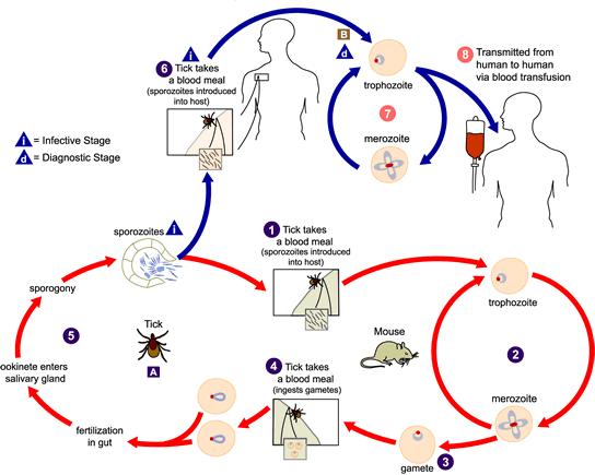 Babesiosis Ranges from asymptomatic to severe infection Seroprevalence surveys indicate asymptomatic infection common Fever, myalgias, sweats, fatigue, jaundice Hemolytic anemia, thrombocytopenia,