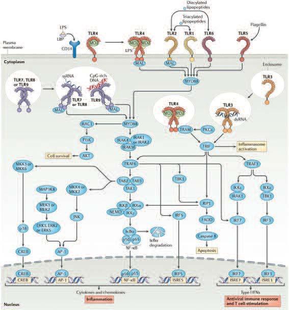ενεργοποιούνται διαφορετικές ομάδες υποδοχέων αναγνώρισης παθογόνων (PRRs σηματοδοτούν διαφορετικό μονοπάτι ενεργοποίησης Οι Toll μετά την ενεργοποίησή τους διαμορφώνουν την έκφραση επιφανειακών