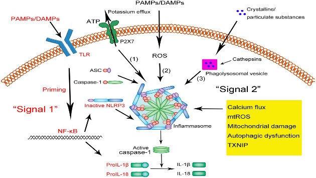 το dsrna NODs, NLRPs, NLRP1, NLRC4