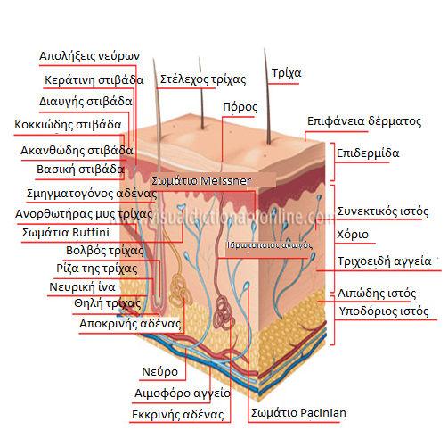 Σχήμα 7. Τομή ανθρώπινου δέρματος Eπιδερμίδα Η επιδερμίδα στον άνθρωπο έχει πάχος 100 μm και αποτελείται από πολύστοιβο επιθήλιο.