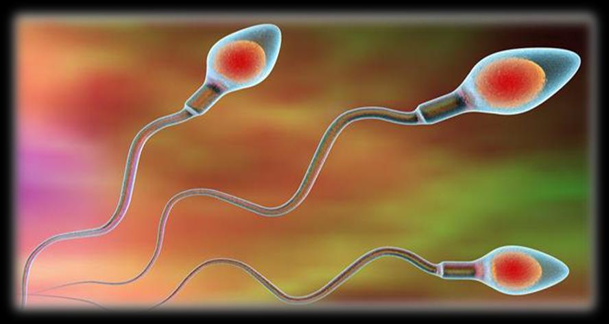 Φαρμακευτική αγωγή Σπερματέγχυση (IUI) Εξωσωματική γονιμοποίηση (IVF) Εξωσωματική γονιμοποίηση με