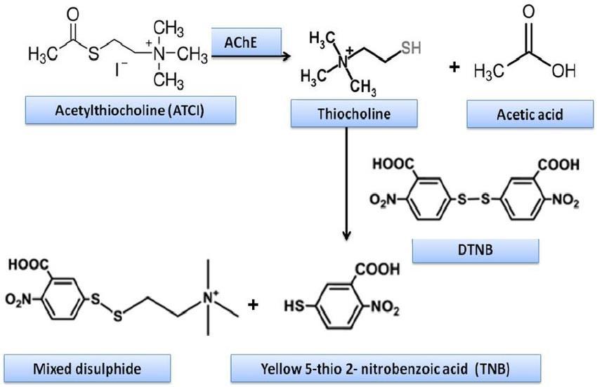 Αρχή της μεθόδου: Η αρχή της μεθόδου του Ellman στηρίζεται στο ότι η ακετυλοχολινεστεράση υδρολύει το υπόστρωμα ακετυλοθειοχολίνη (acetylthiocholineiodide, ATCI), παράγοντας θειοχολίνη και οξικό οξύ.