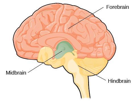 2. ΝΕΥΡΙΚΟ ΣΥΣΤΗΜΑ Το νευρικό σύστημα διακρίνεται στο κεντρικό (ΚΝΣ) και το περιφερικό (ΠΝΣ).