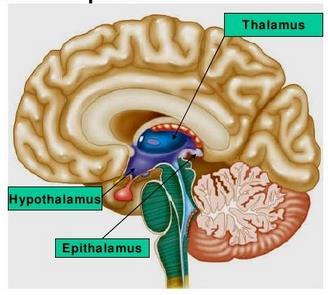 Α) Πρόσθιος εγκέφαλος Ο πρόσθιος εγκέφαλος αποτελείται από τον διάμεσο εγκέφαλο και τον τελικό εγκέφαλο (Snell, 1995).