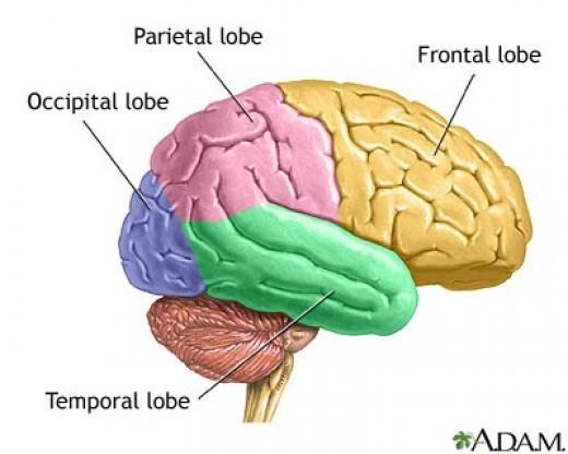 Εικόνα 7: Φλοιώδη κέντρα- Λοβοί του φλοιού (http://www.md-health.com/lobes-of The-Brain.