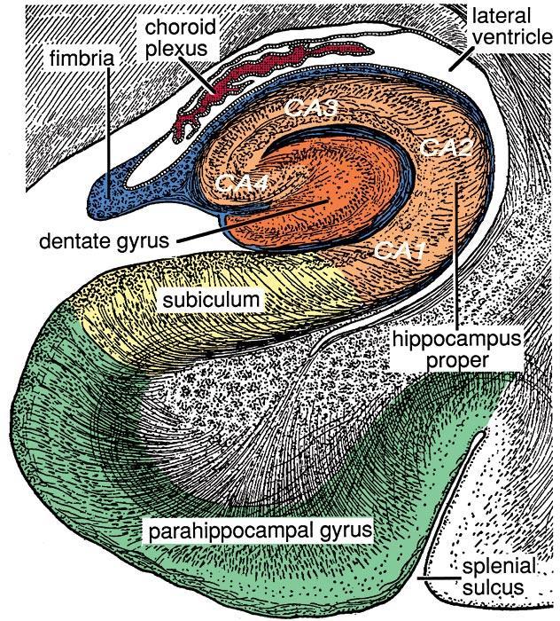 Ιπποκάμπειος σχηματισμός Ο ιπποκάμπιος σχηματισμός είναι μια προεξέχουσα σύνθετη δομή σχήματος C που βρίσκεται στον έσω κροταφικό λοβό του εγκεφάλου και αποτελεί μέρος του μεταιχμιακού συστήματος
