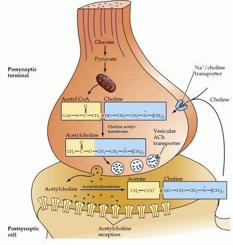 3.1.3. Χολινεργικό σύστημα - Ακετυλοχολίνη Το χολινεργικό σύστημα αποτελείται από οργανωμένα νευρικά κύτταρα που χρησιμοποιούν τον νευροδιαβιβαστή ακετυλοχολίνη (acetylcholine, ACh) στη μετάδοση των