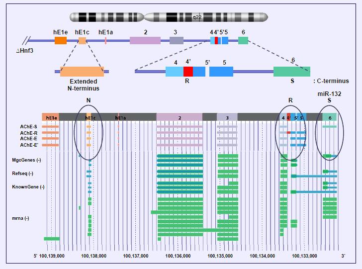 Ακετυλοχολινεστεράση (AChE) Το γονίδιο της ACHE βρίσκεται στο χρωμόσωμα 7q22 και μέσω εναλλακτικού ματίσματος του mrna δημιουργεί πολλαπλά μετάγραφα.