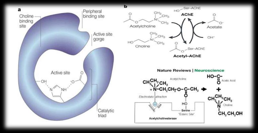 2008). Στο ενεργό κέντρο, η ACh προσανατολίζεται για υδρόλυση μέσω αλληλεπιδράσεων μεταξύ της ομάδας τεταρτοταγούς αμμωνίου της και της καταλυτικής ανιονικής θέσης της Ache (Silman et al., 2008).