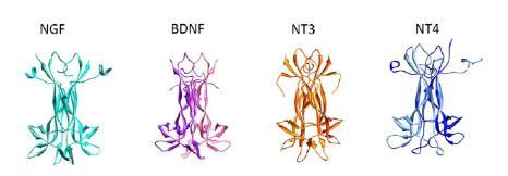 Εικόνα 28: Κρυσταλλικές δομές των νευροτροφινών με ακτίνες Χ (Allen et al.
