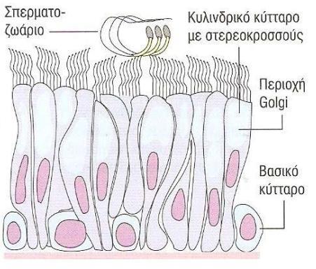 ΕΠΙΔΥΔΙΜΙΔΑ - ΙΣΤΟΛΟΓΙΑ Κυλινδρικό κροσσωτό ψευδοπολύστιβο Έκκριση /Απορρόφηση Βασικά κύτταρα: